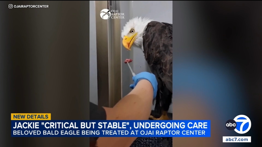 Big Bear bald eagle Jackie shows improvement after weekend setback