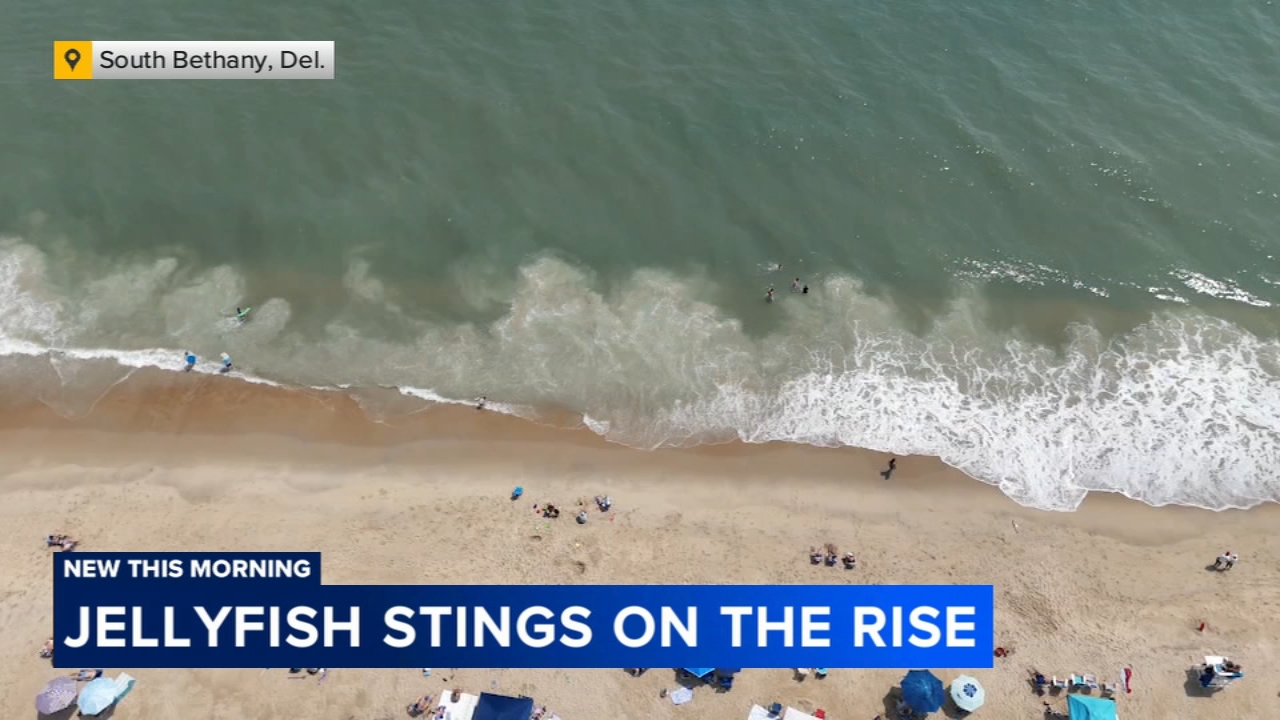 Jellyfish stings on the rise at Delaware beaches