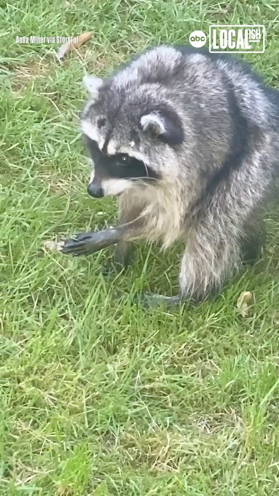 Check out this Jimothy-the-Raccoon-themed art contest!
