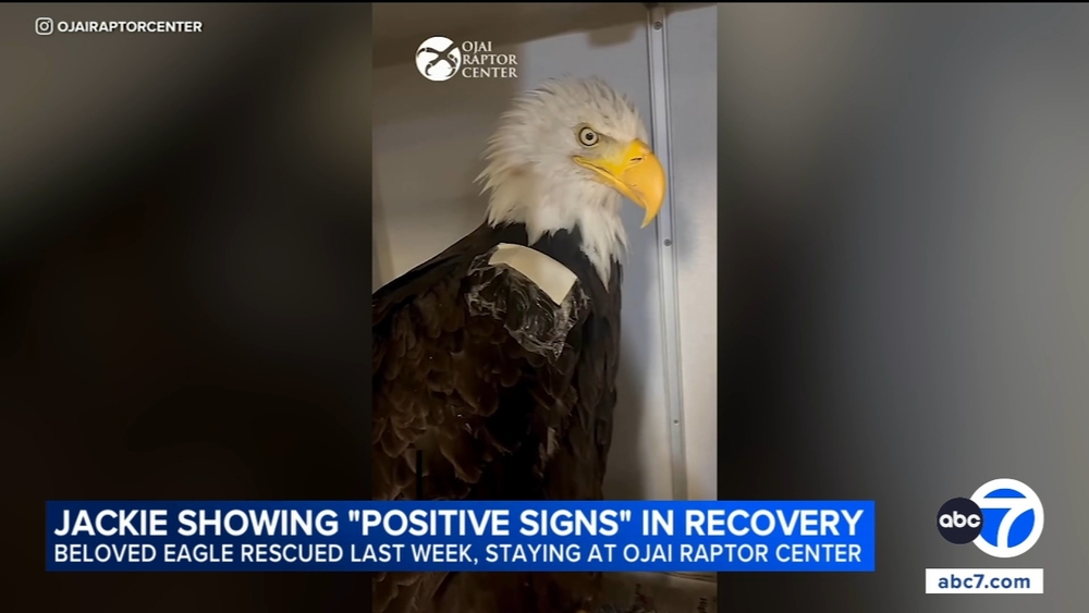 Big Bear eagle Jackie showing 'positive signs' in recovery