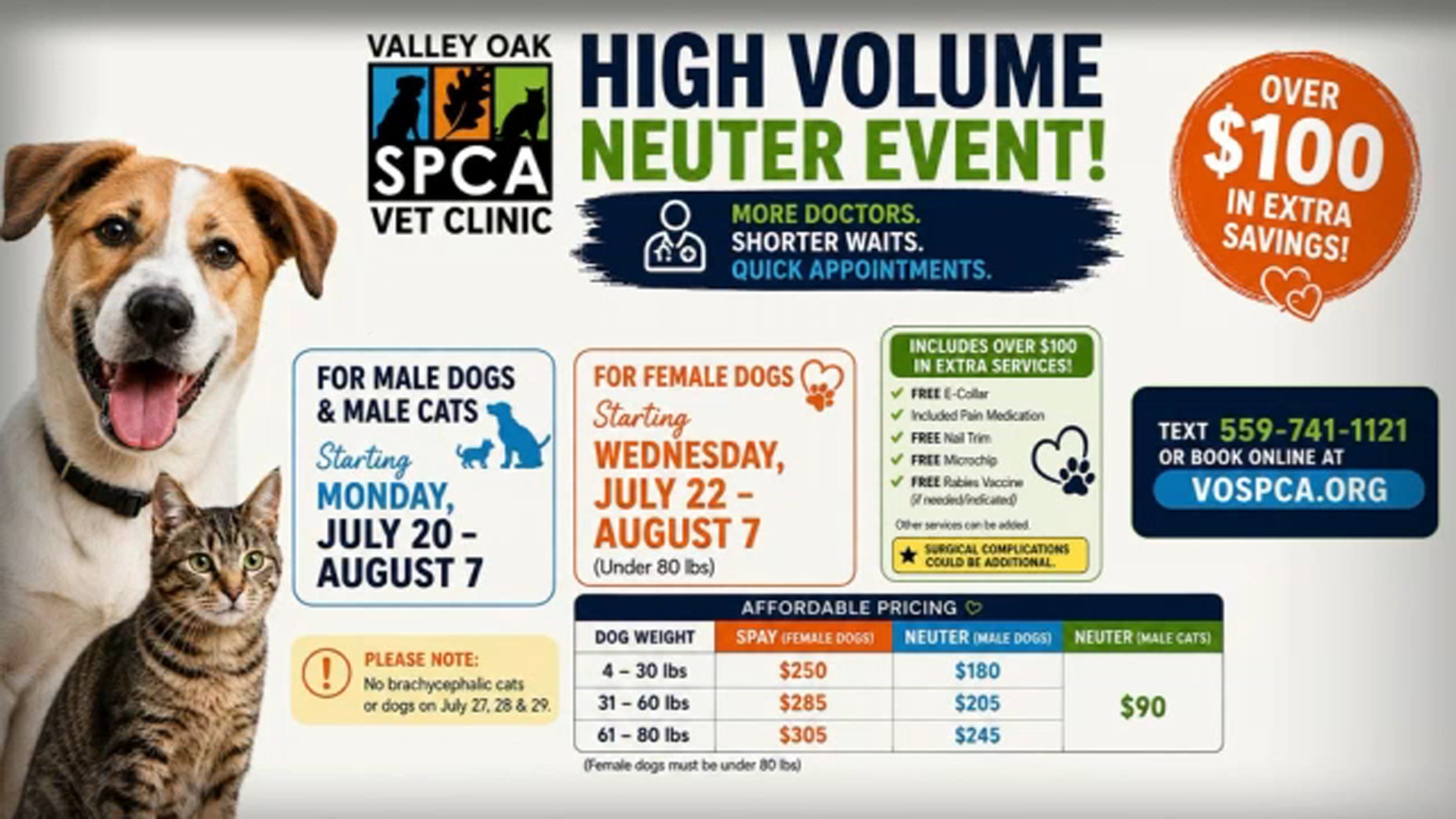 Keeping your pets safe from pests in the summertime