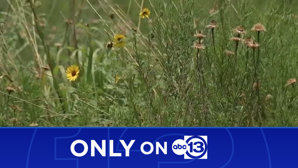 Group says prairies are under threat from proposed 36A North highway
