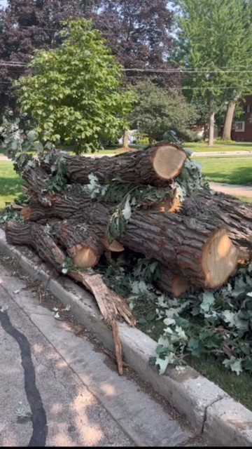 Trees toppled, power knocked out after tornado hits Glen Ellyn