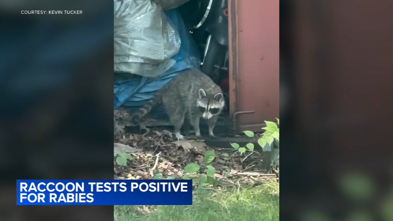 2nd raccoon sought after rabies-positive animal attacks NJ man