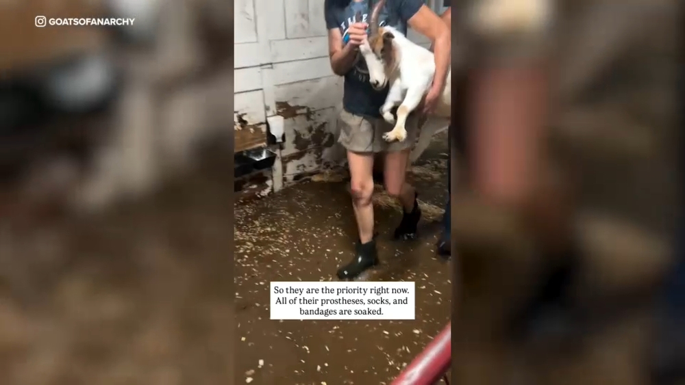 Goats rescued from animal sanctuary during flooding