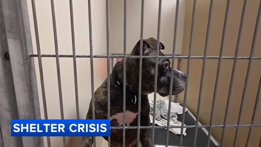 Incentives offered as more than 600 animals flood ACCT Philly