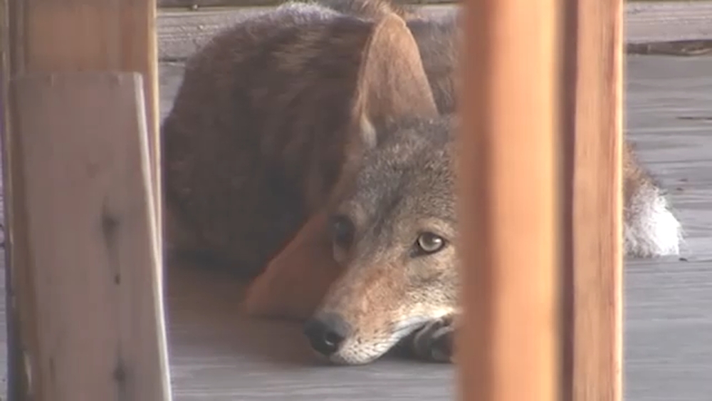 WeHo requiring owner to remove coyotes from stalled construction site