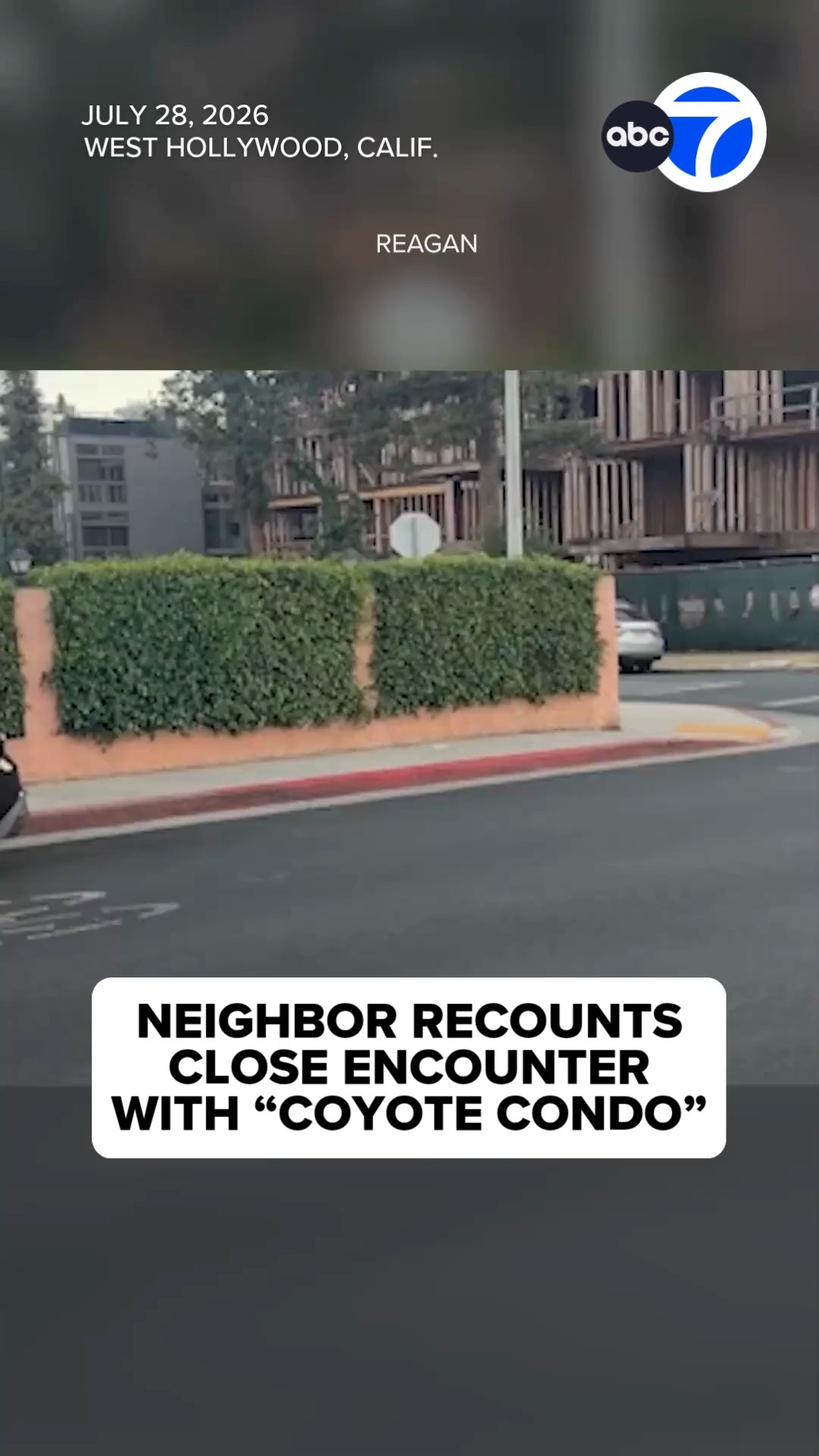 Neighbor recounts close encounter with "coyote condo"