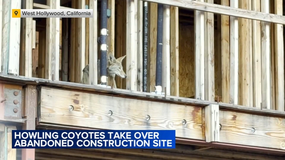 Loud pack of coyotes takes over abandoned West Hollywood construction site