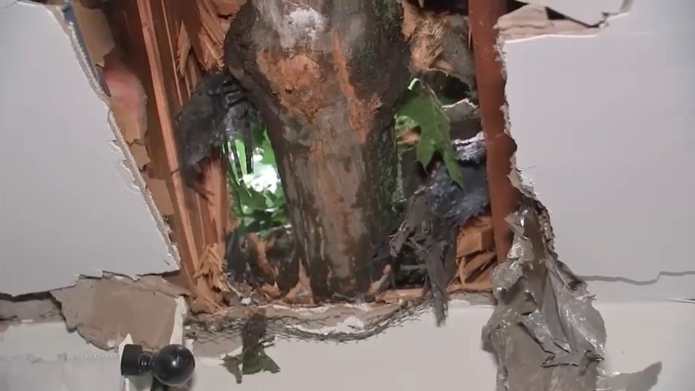 Homeowner describes close call after tree falls on New Jersey home
