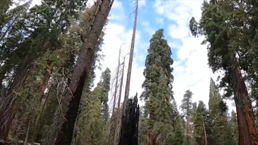 New study finds controlled fires increase survival rate for giant sequoia trees