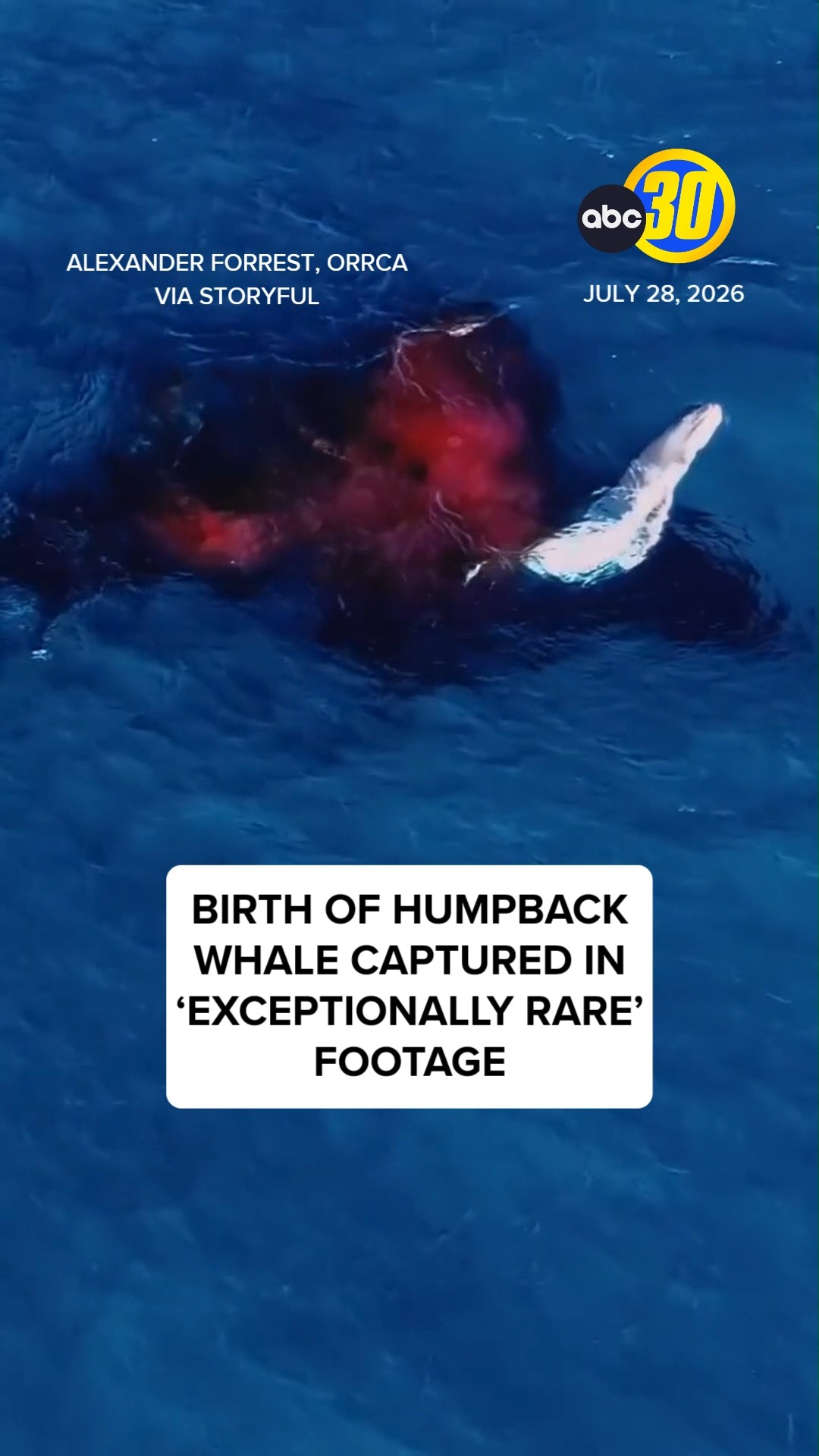 Birth of Humpback Whale Captured in 'Exceptionally Rare' Footage