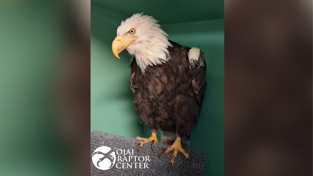 Jackie moved from ICU to regular unit in encouraging recovery update