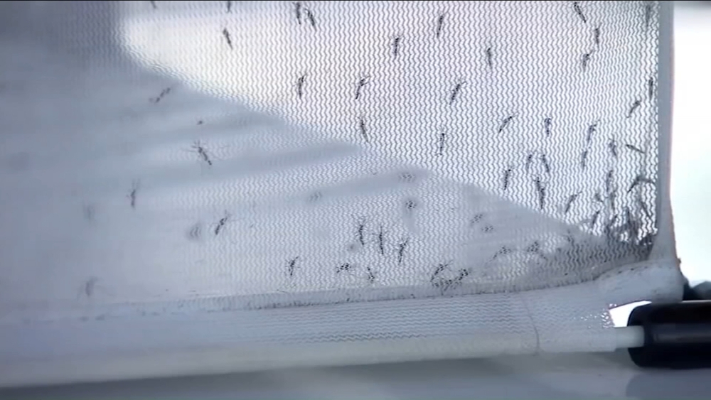 North Valley mosquito districts track West Nile virus as summer activity surges