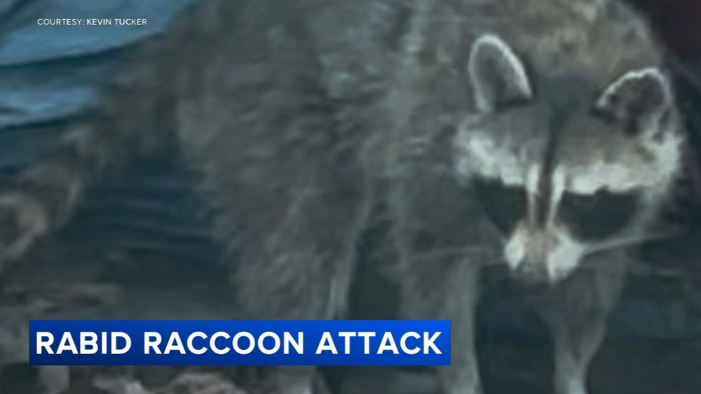 2nd raccoon sought after rabies-positive animal attacks NJ man