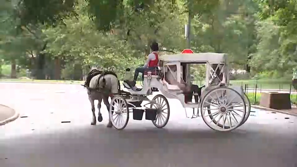 Stray voltage eyed in fatal Central Park horse carriage crash