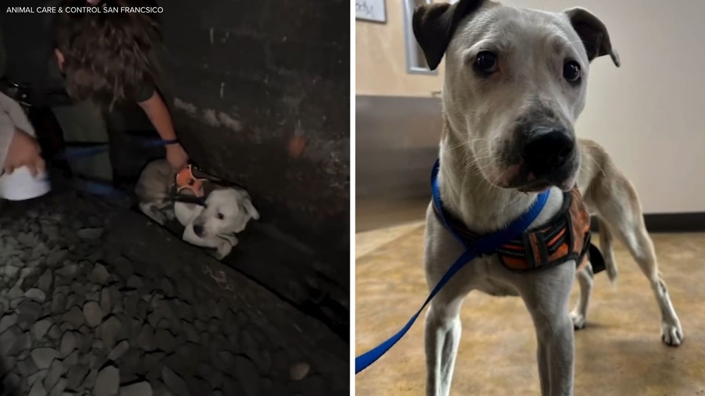 Runaway dog rescued after spending 2 days in SF Caltrain tunnel