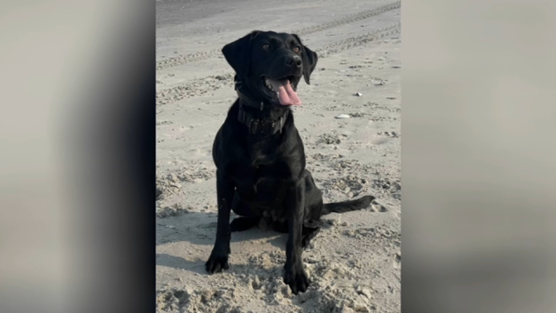 K-9 Rookie sniffed out key evidence that led to a man's arrest in Camden, New Jersey.