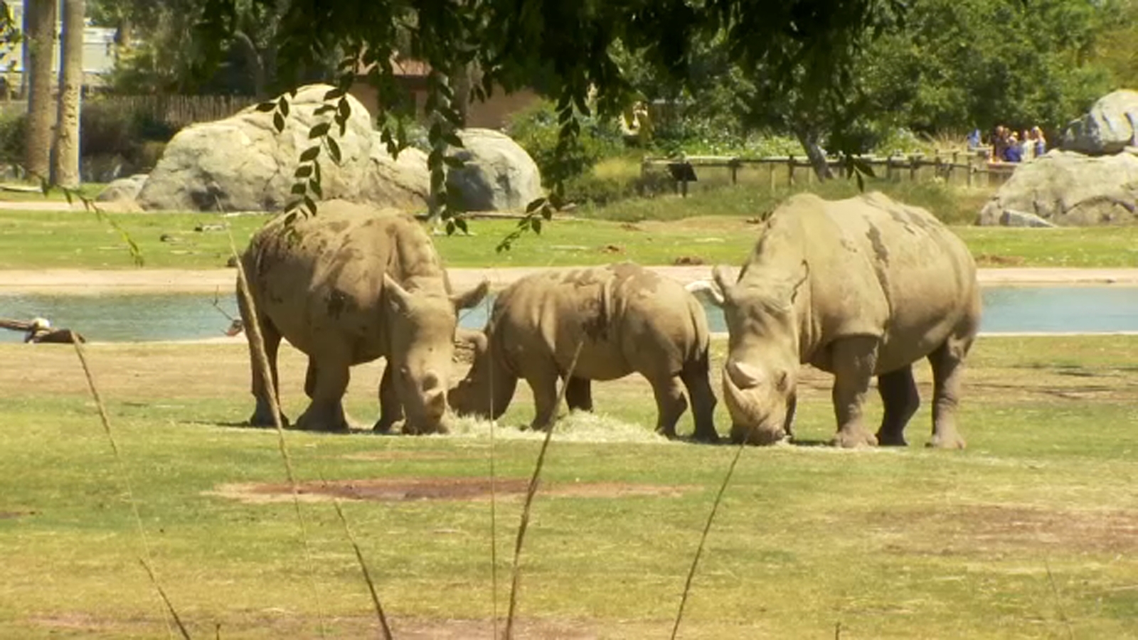 Fresno Chaffee Zoo shortening summer hours starting August 3