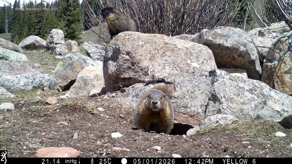'Only Marms' page on Only Fans helps raise funds for wildlife research