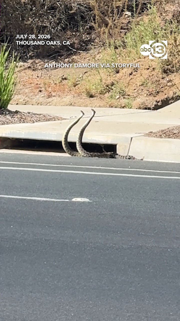 Rattlesnakes spotted "combat dancing" in California