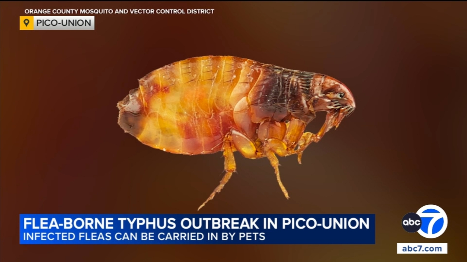 Flea-borne typhus outbreak in Pico-Union prompts warning from LA County health officials Flea-borne typhus outbreak in Pico-Union prompts warning from LA County health officials