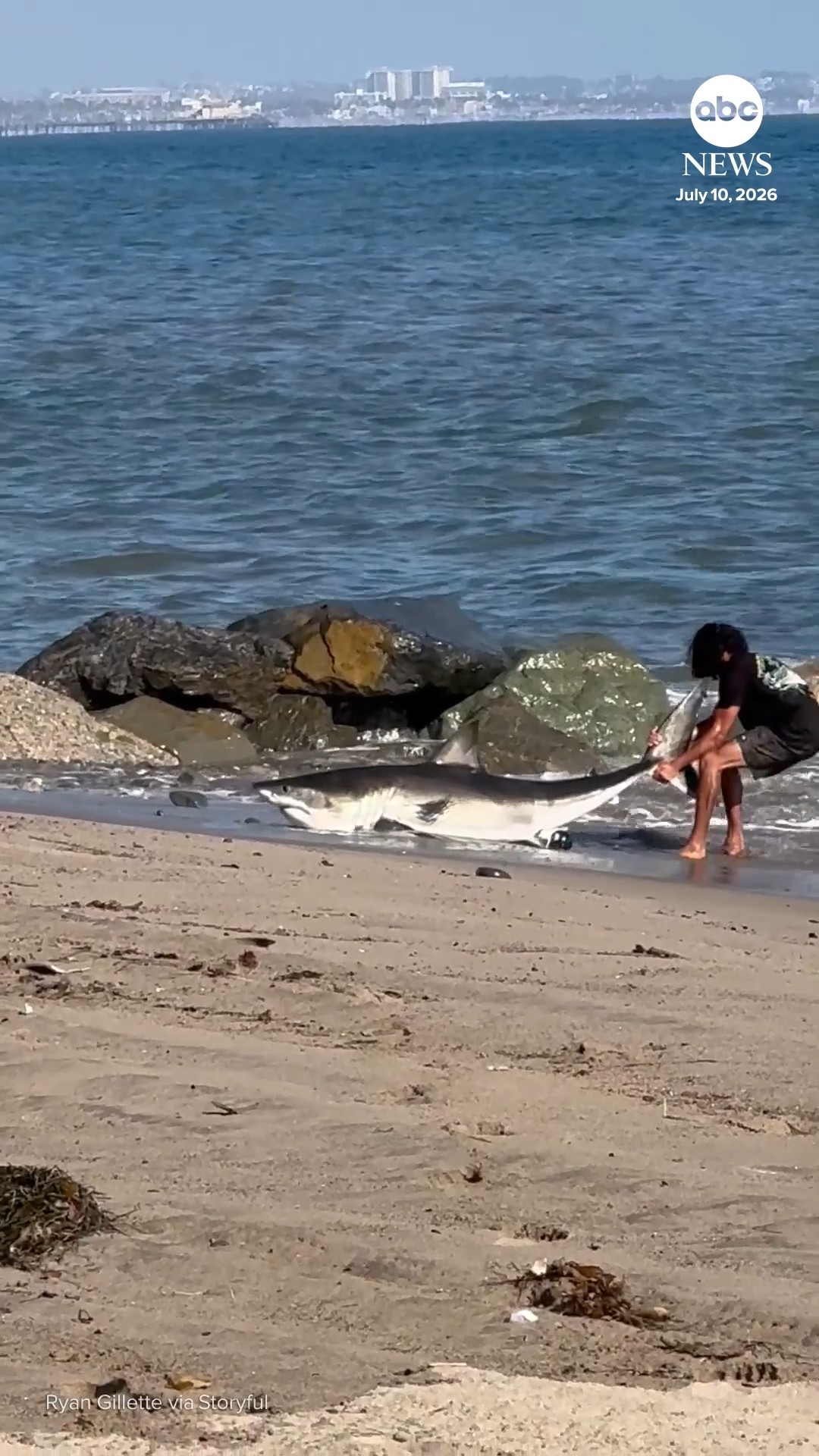Shark released back into sea by fisherman in Los Angeles