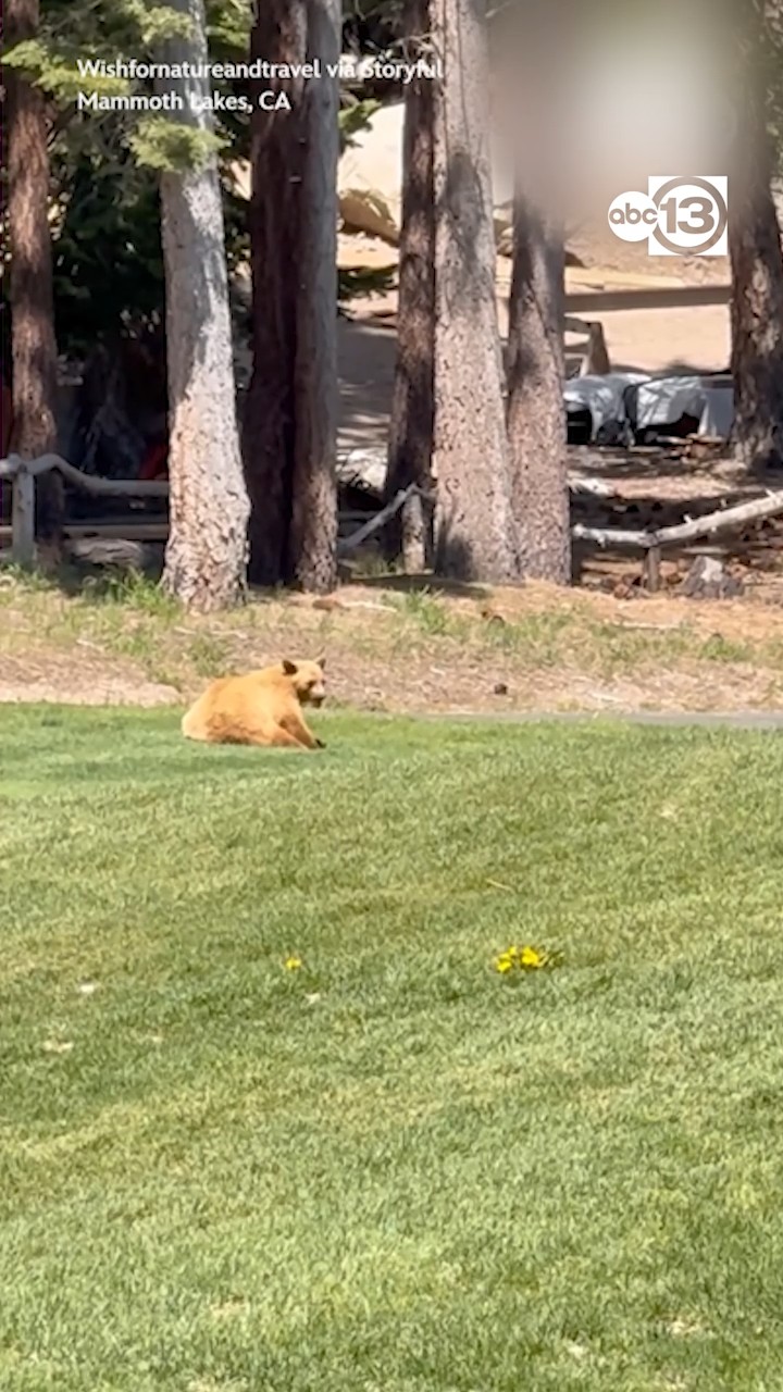 Bear chills on golf course