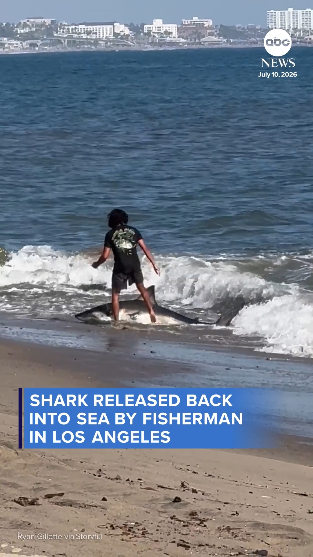 Shark released back into sea by fisherman in Los Angeles