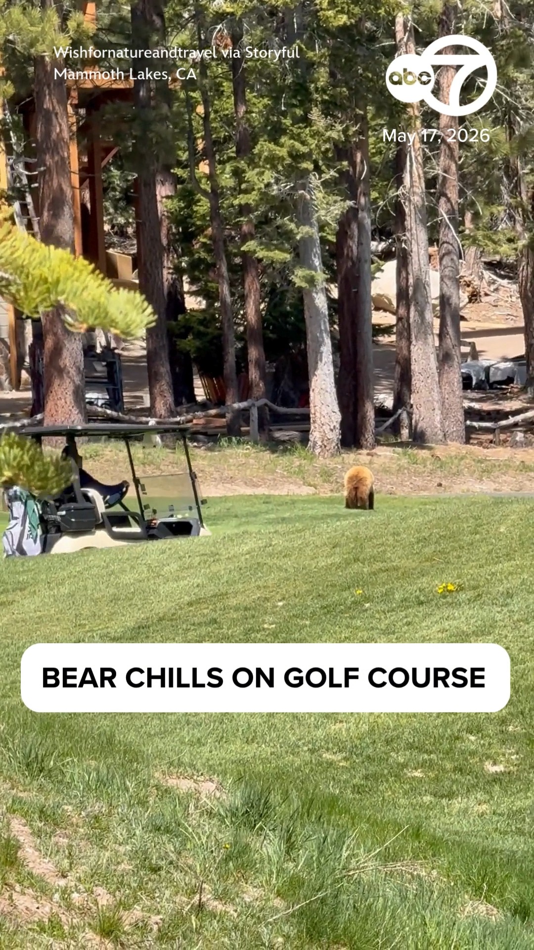 'So cute!': Bear chills on golf course, winning over players