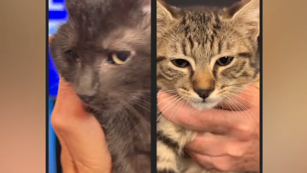 Shelter Me: Meet Teton and Acadia from Bingo's Foundation