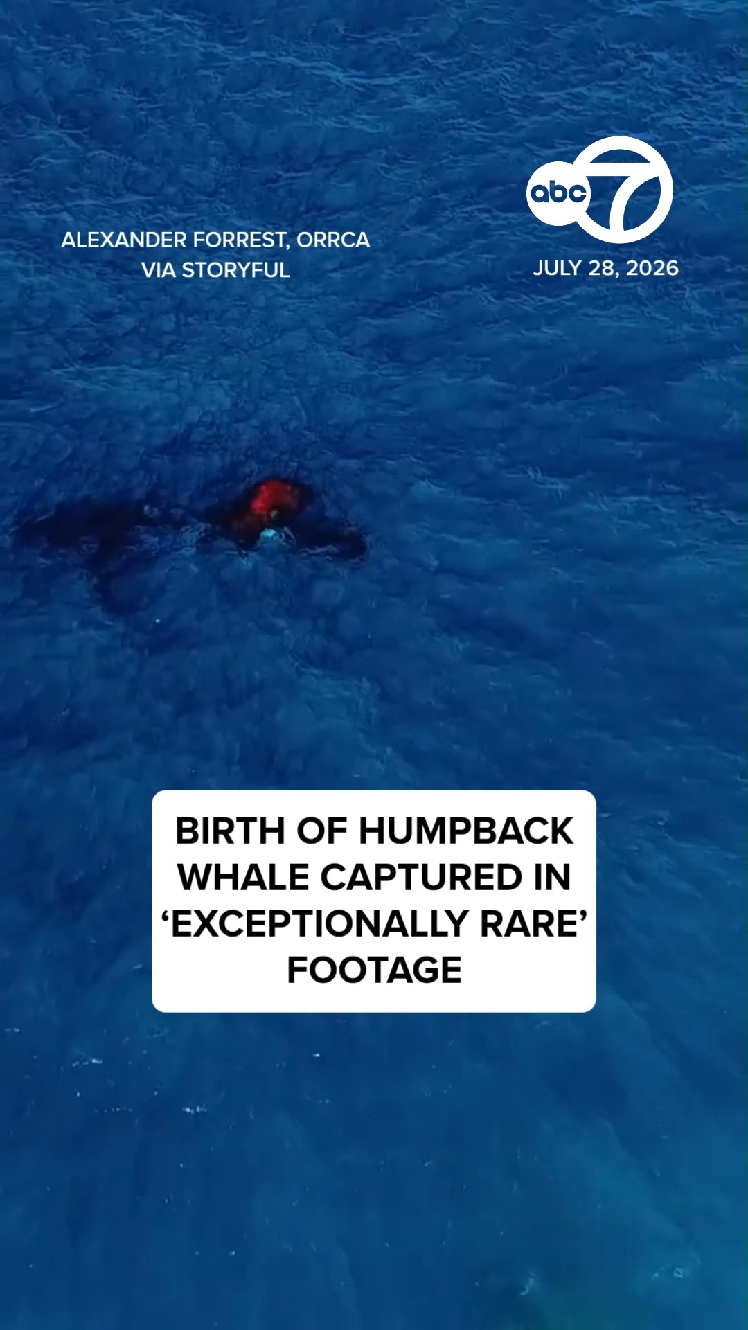Birth of humpback whale captured in 'exceptionally rare' footage