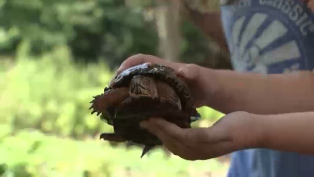 More than 150 turtles dumped illegally in New Jersey