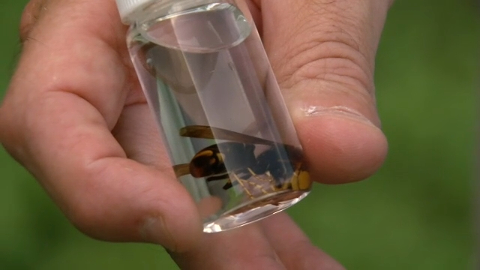Yellow-legged hornets confirmed in North Carolina; Concerns grow for honeybees and crops