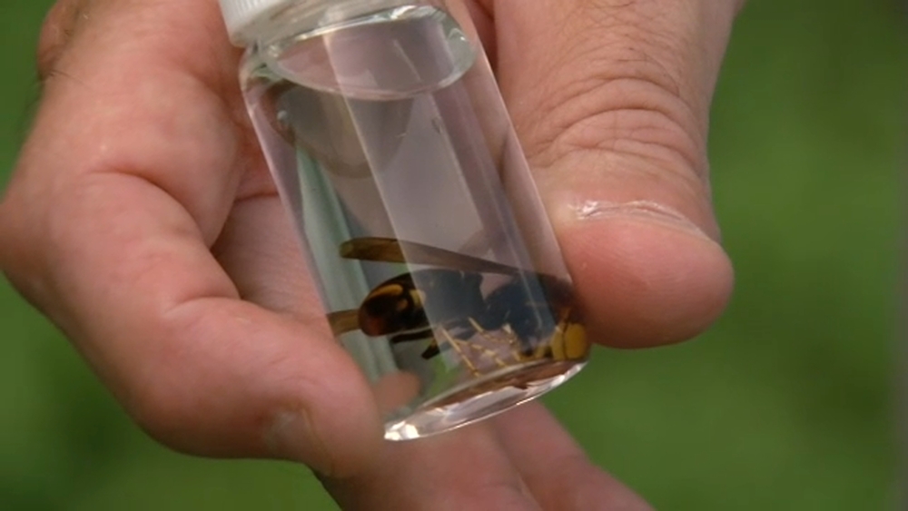Invasive yellow-legged hornets confirmed in NC