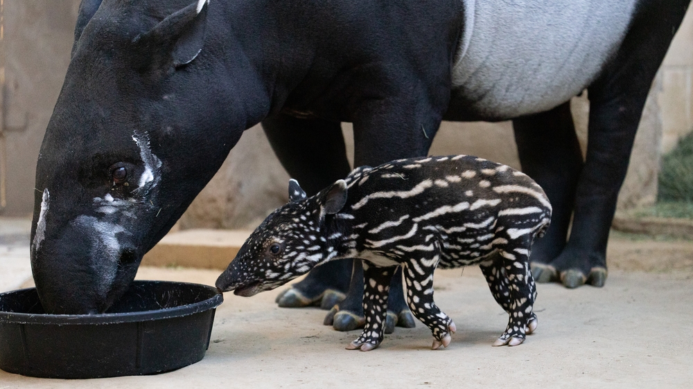 Voting open to name Malayan Tapir calf born at Fresno Chafee Zoo
