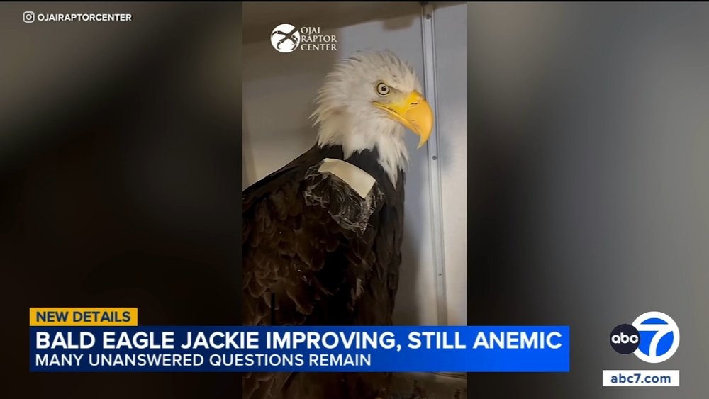 Big Bear eagle Jackie still anemic, continues to improve