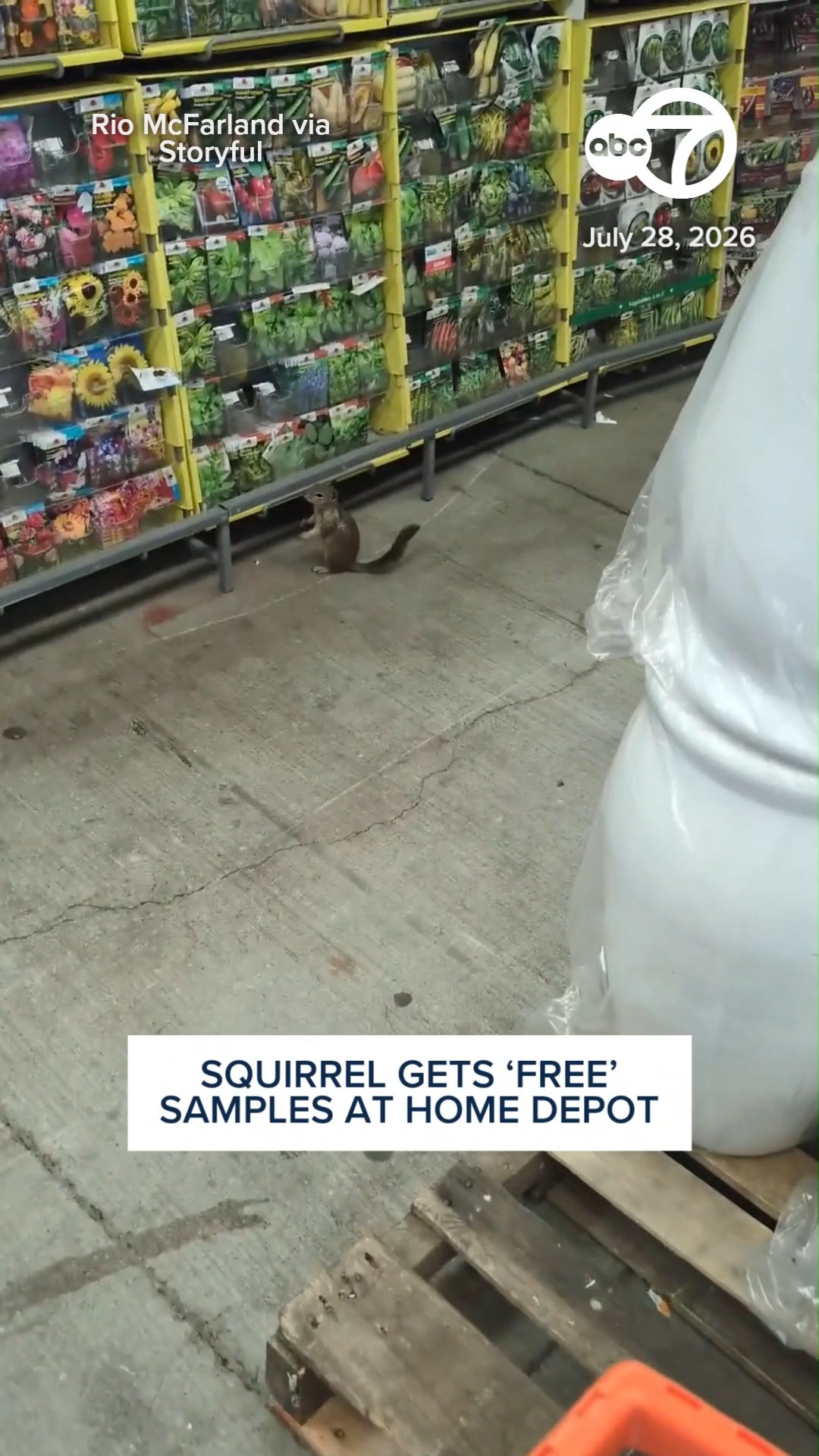 Cheeky Squirrel Feasts on Home Depot Seeds