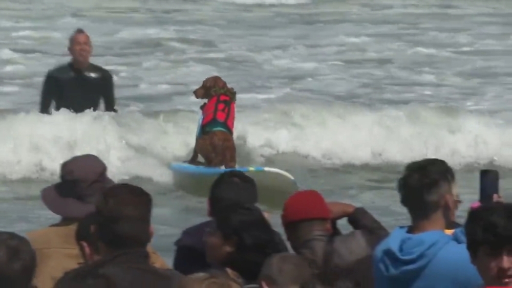 World Dog Surfing Championship returns to Pacifica for 10th year