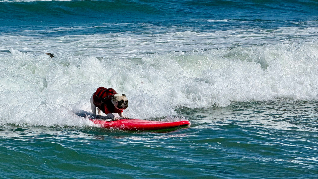 Top dogs ride waves at 10th annual World Dog Surfing Championships