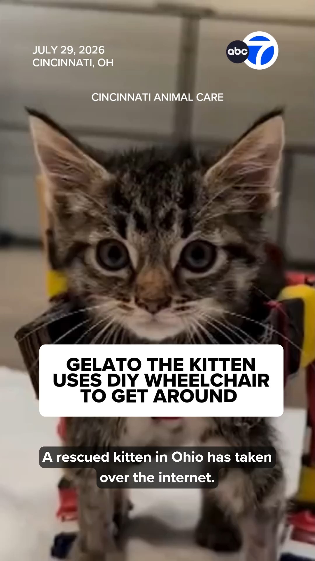 Rescue kitten’s DIY wheelchair wins hearts