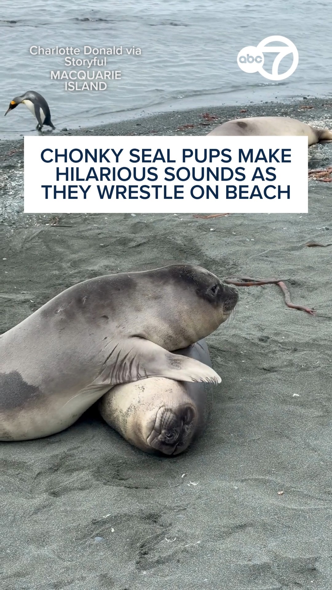 Chonky seal pups make hilarious sounds as they wrestle on beach
