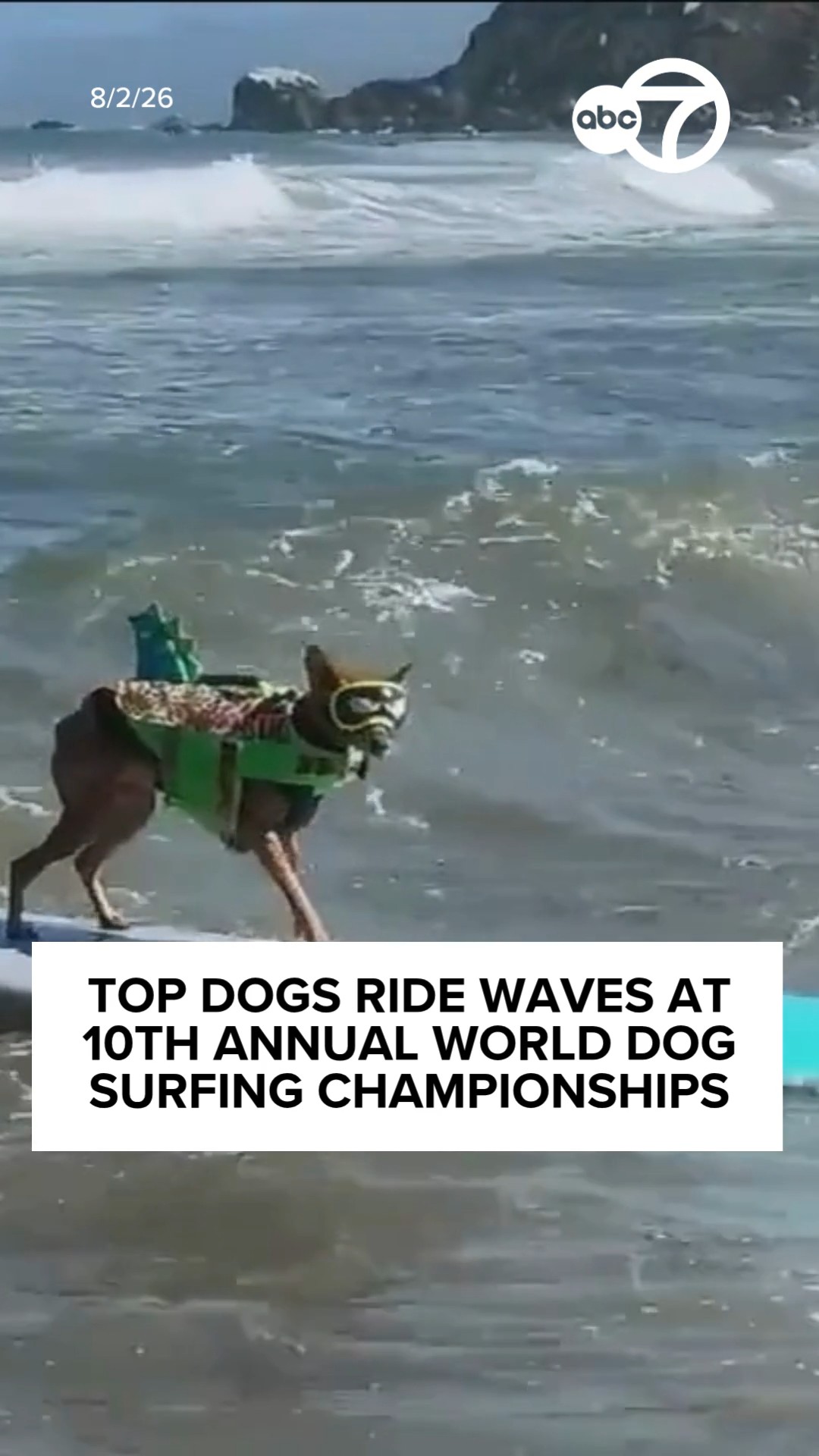 Top dogs ride waves at World Dog Surfing championships