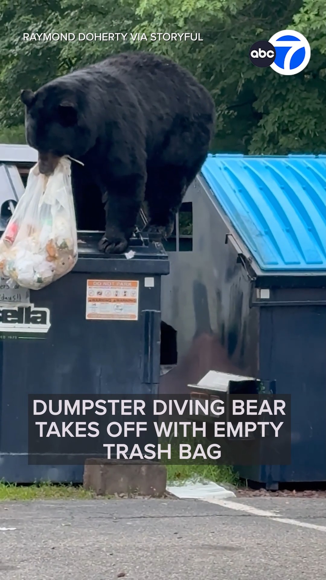 Dumpster diving bear takes off with empty trash bag