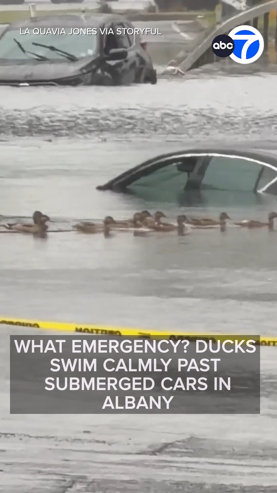 What emergency? Ducks swim calmly past submerged cars in Albany 
