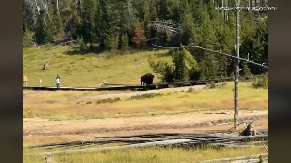 Scary Moment Bison Chases After Child