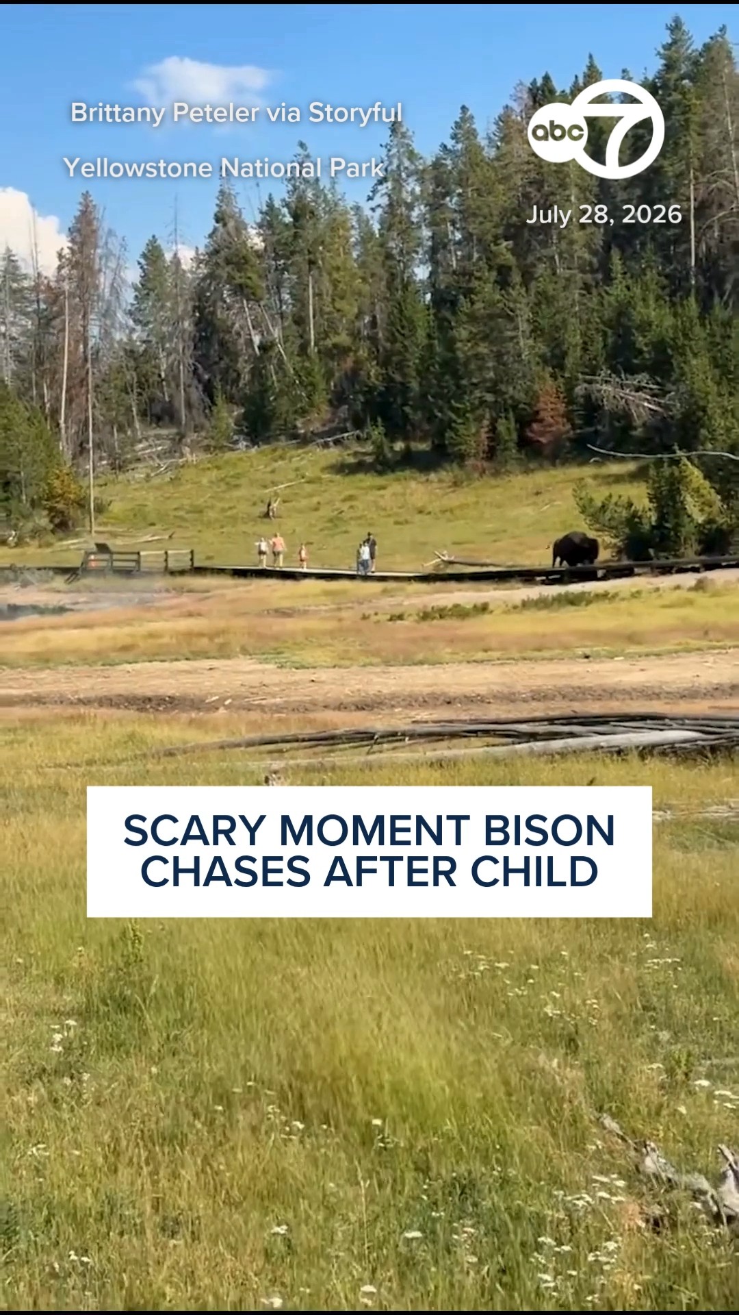 Scary Moment Bison Chases After Child at Yellowstone National Park
