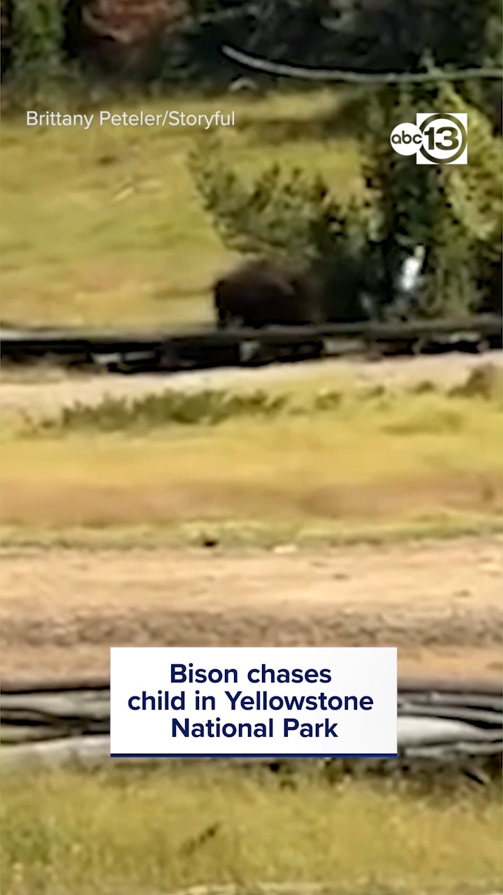 Child's scary encounter with bison at Yellowstone National Park