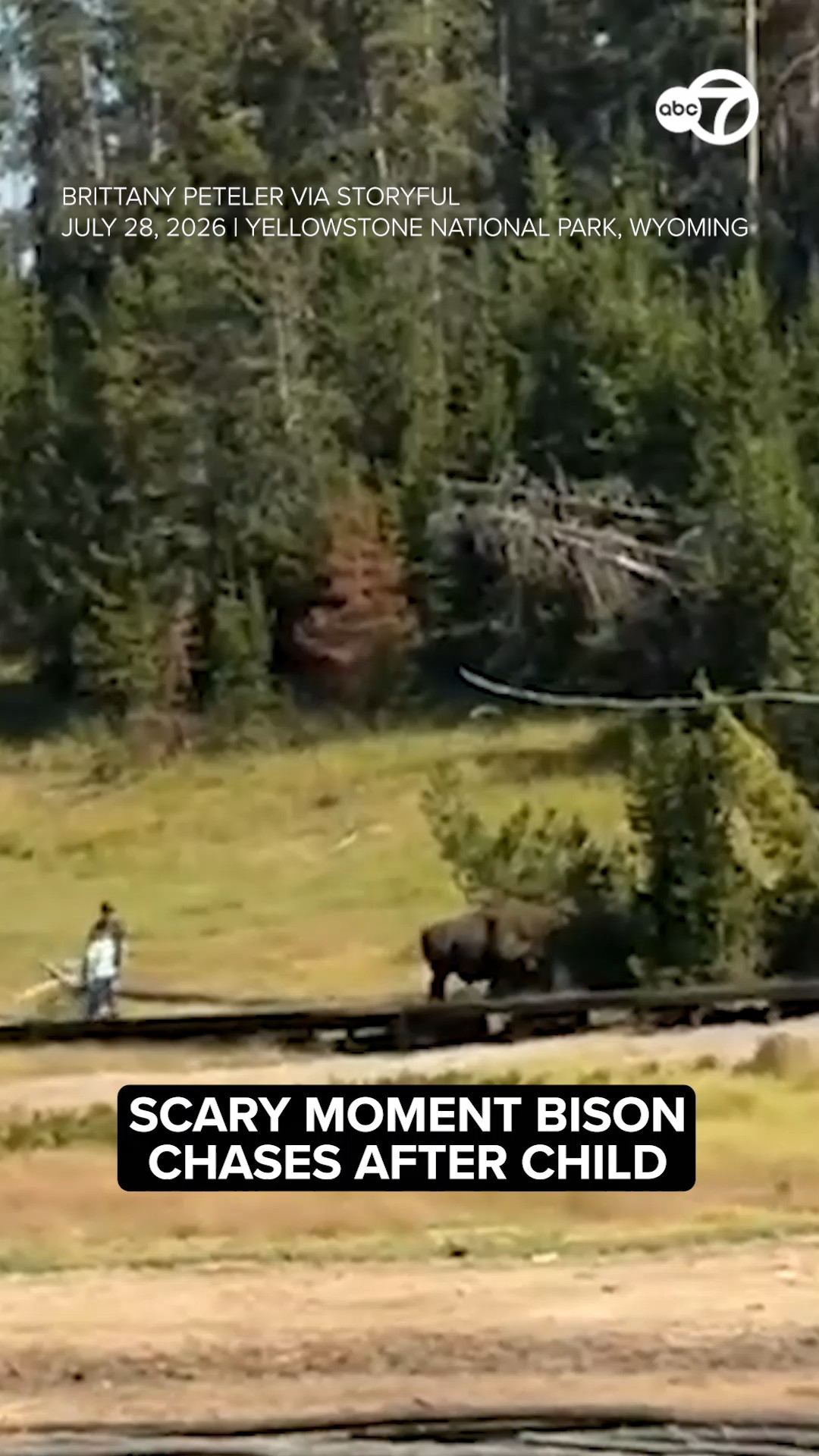 Scary moment bison chases after child