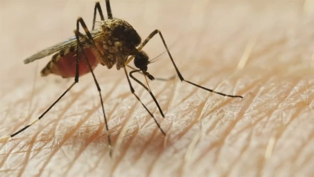 West Nile Virus death in Kings County is California's 1st this year, officials say
